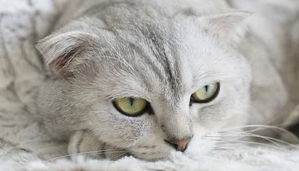 2025华体会登录网址亚足联官方晒海报预热亚冠抽签仪式，距离亚冠抽签还有一周时间