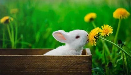 2025华体会体育南亚战队势不可挡，取得胜利晋级